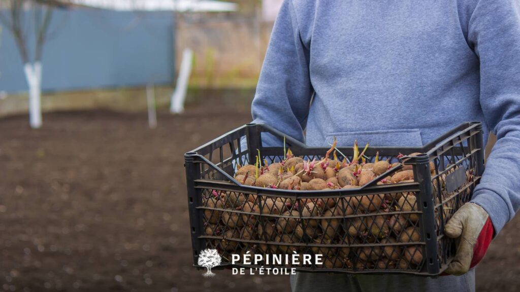 bulbes et racines prêts à planter