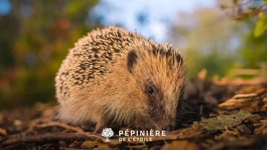 Hérisson cherchant un abri pour l'hiver