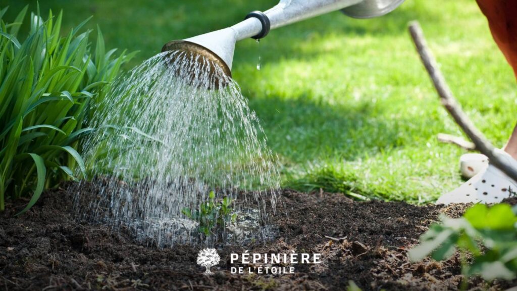arrosage des plantes pendant une canicule