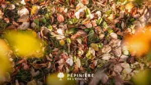 Feuilles mortes dans un jardin en automne