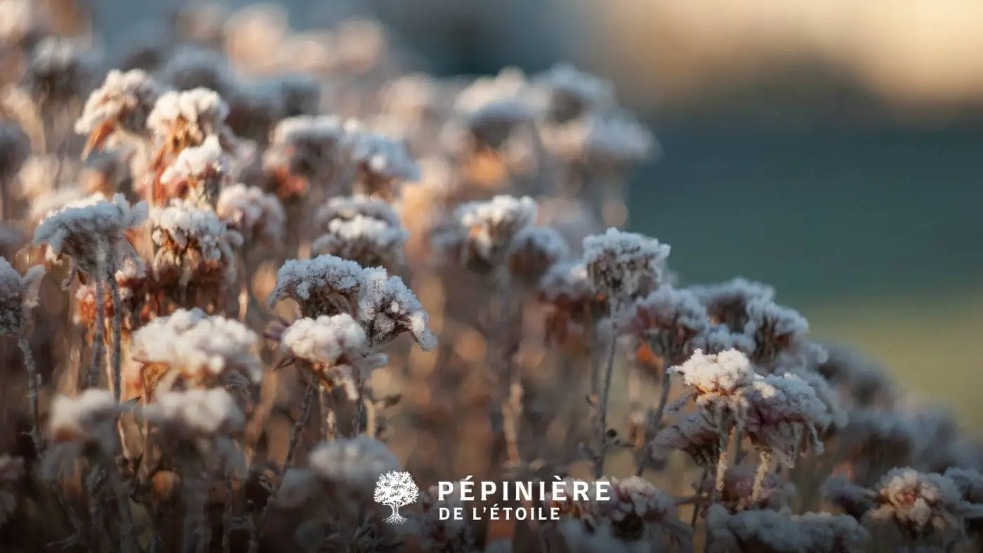 Plantes prises par le givre