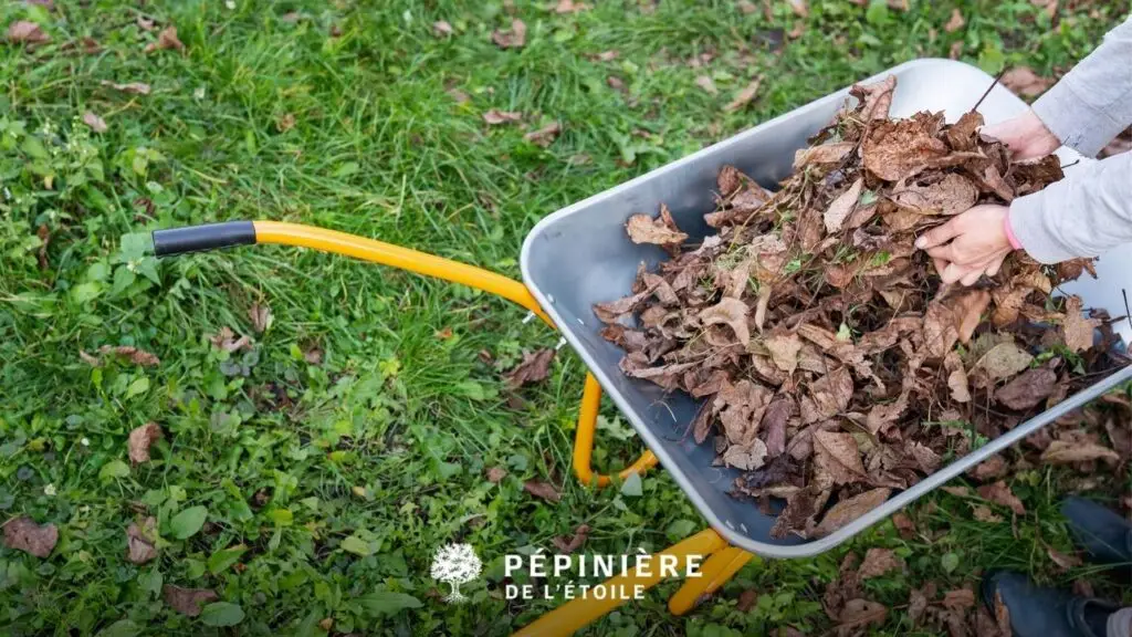 Brouette remplie de feuilles mortes
