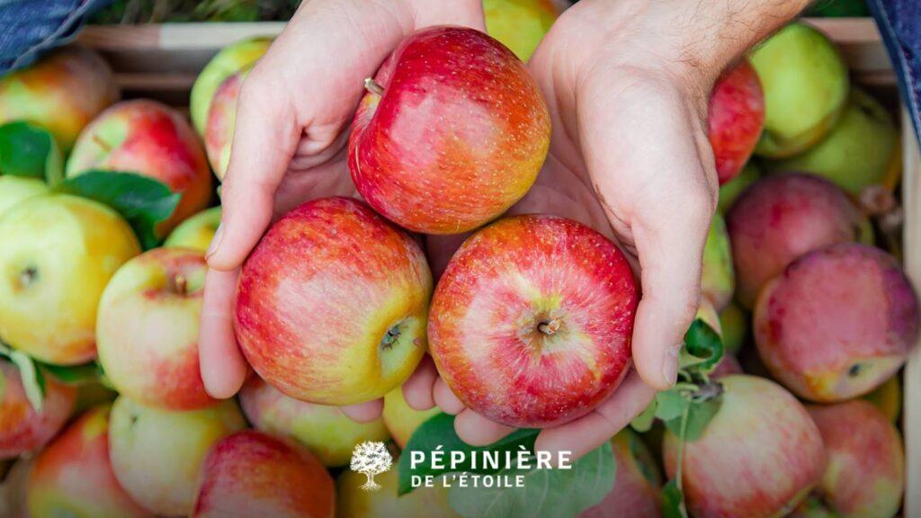 Récolte des pommes en automne