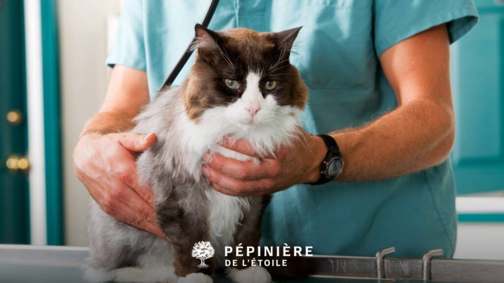 Visite chez le vétérinaire après avoir adopter un chat