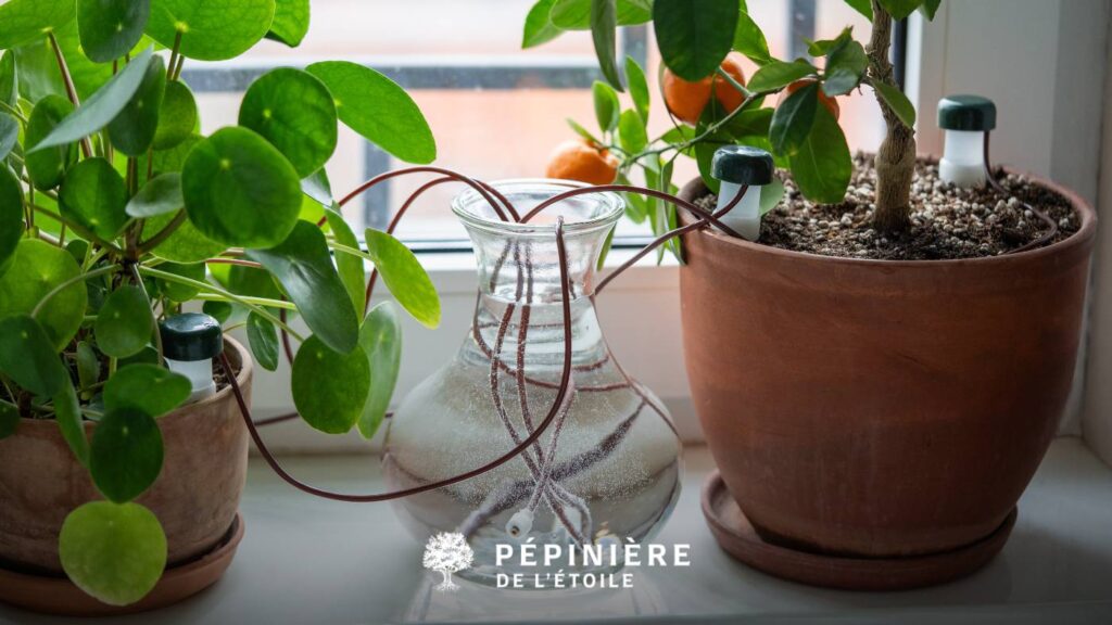 quand arroser les plantes en été