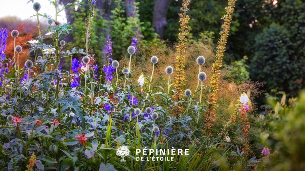 Zone de jardin en friche