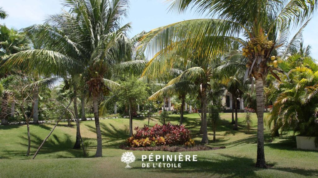 Plantes méditerranéennes pour jardins en Belgique : conseils 3 Planter un palmier