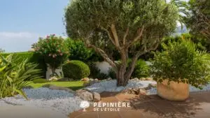 Plantes méditerranéennes pour jardins en Belgique