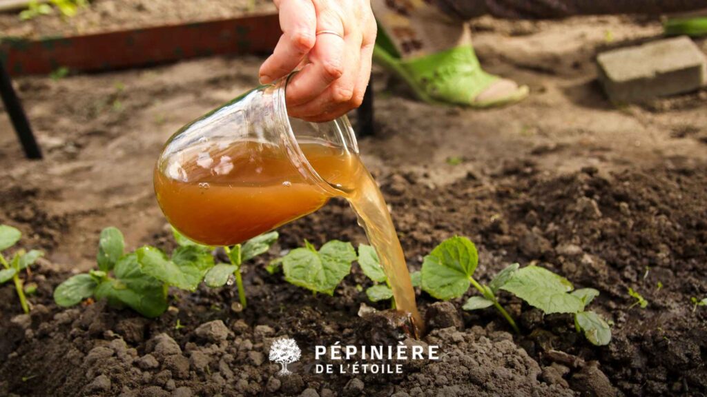 Engrais verts : nourrir le sol naturellement