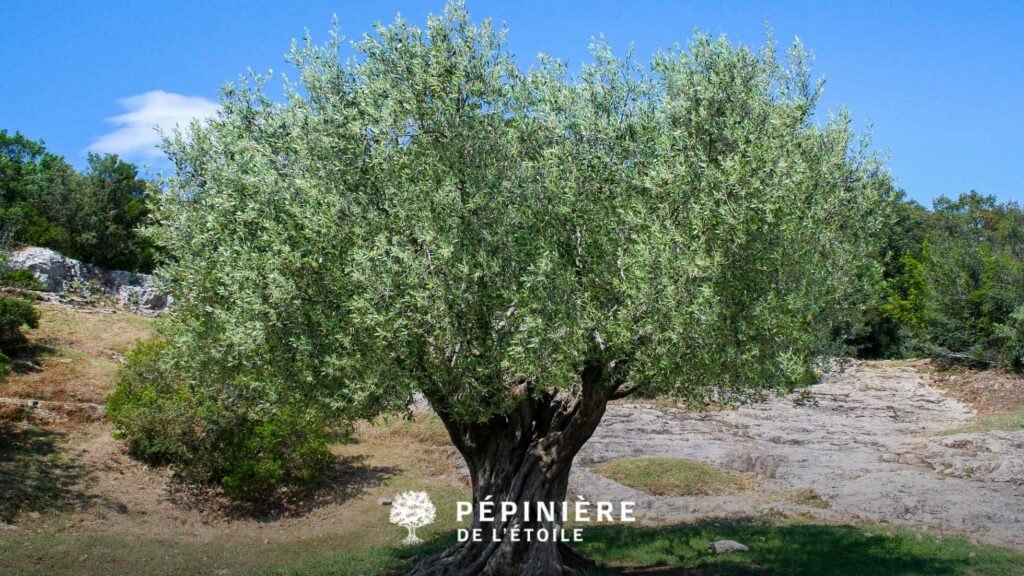Plantes méditerranéennes pour jardins en Belgique : conseils 2 Avoir un bel olivier dans son jardin