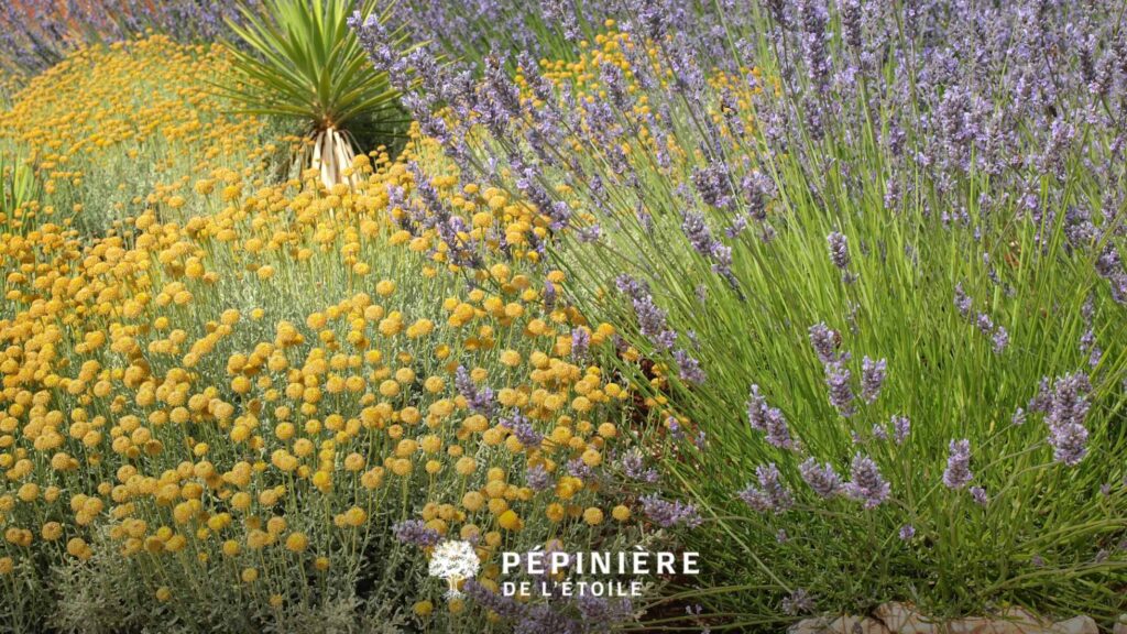 Plantes méditerranéennes pour jardins en Belgique : conseils 1 Avoir de la lavande dans son jardin