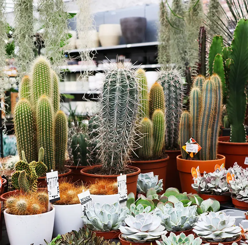 magasin de plantes à braine le comte
