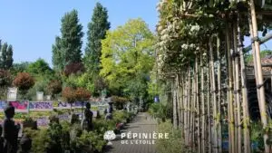que faire à soignies le dimanche