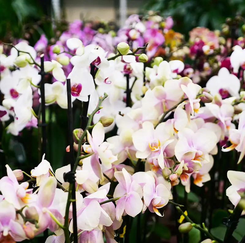grand choix d'orchidées à soignies