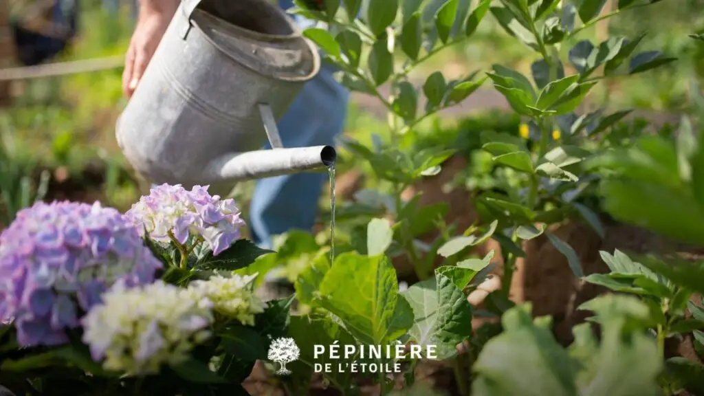 paillage et arrosage pour le jardin