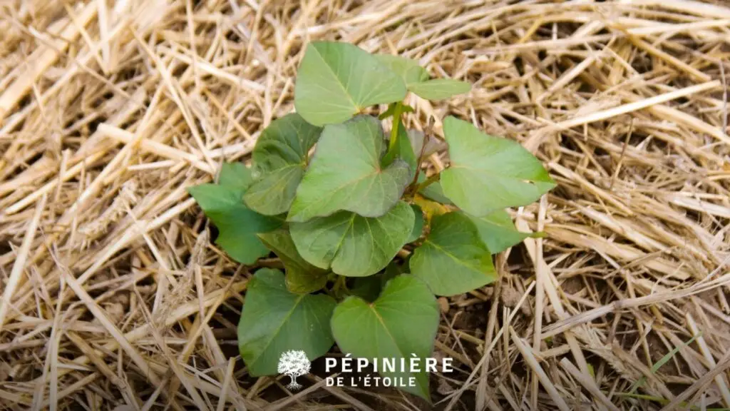 paillage pour le potager