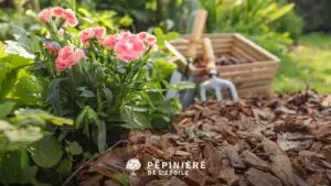 paillis pour les plantes du jardin