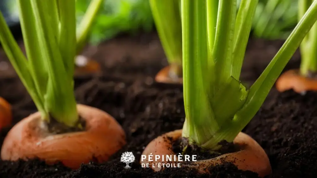 Gros plan sur des carottes en pleine terre