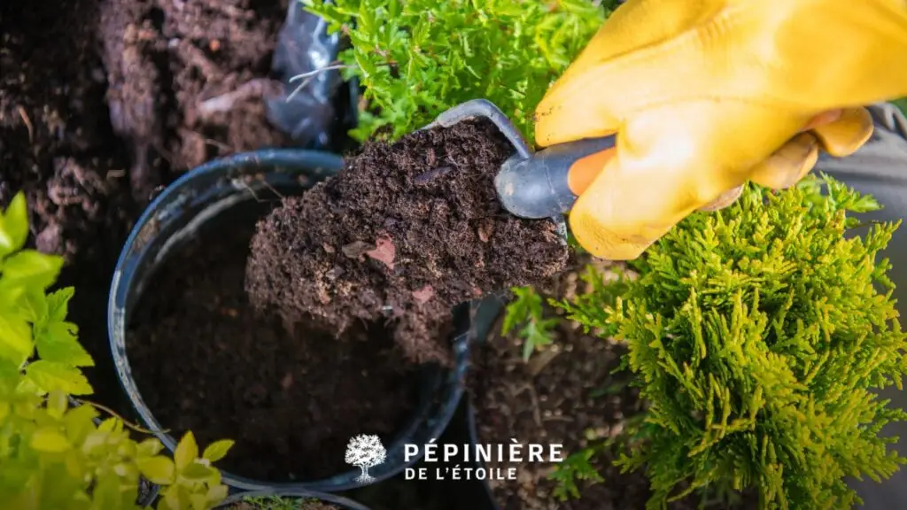 Femme entrain de rempoter ses plantes