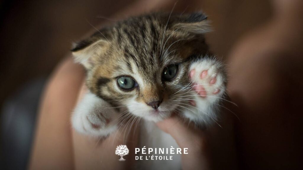 Homme tenant un chaton