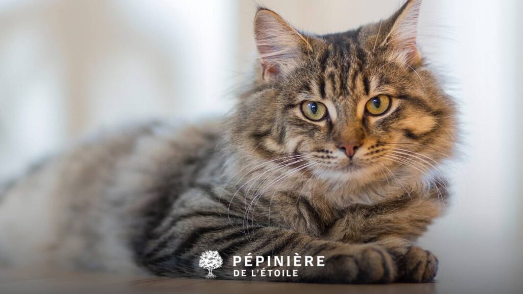 Beau chat à poils longs